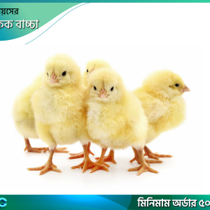 একদিনের ব্রাউন কক বাচ্চা