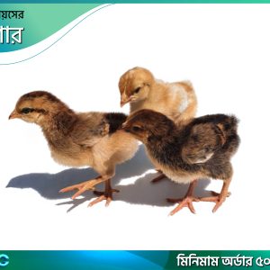 একদিনের টাইগার বাচ্চা