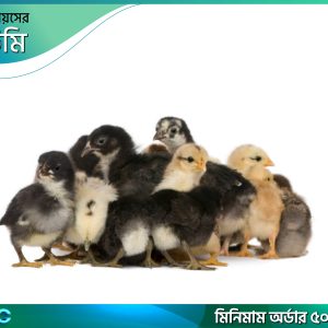 একদিনে ফাউমি বাচ্চা