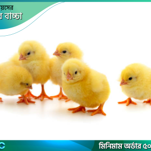 একদিনের ব্রয়লার বাচ্চা