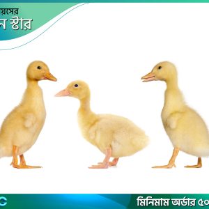 একদিনের পেকিন স্টার হাঁসের বাচ্চা