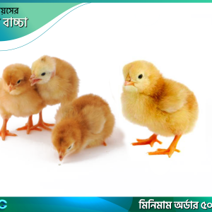 একদিনের লেয়ার বাচ্চা