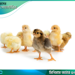 একদিনের সোনালী ক্লাসিক বাচ্চা