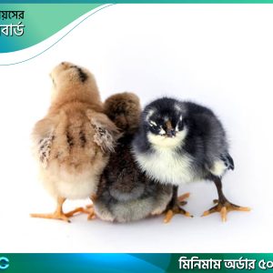 একদিনের কালারবার্ড বাচ্চা
